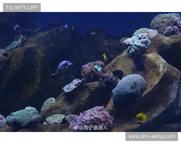海洋之神登录下载指南帮助玩家轻松开启海底冒险之旅